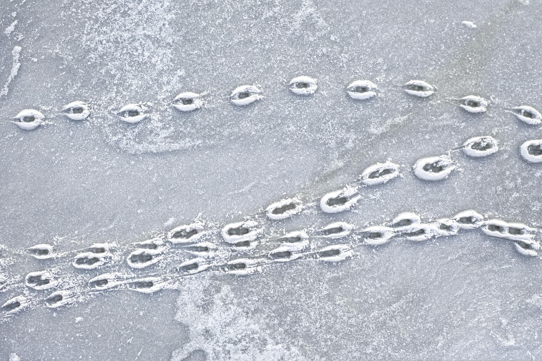 Ślady ptaka na zaśnieżonym lodzie zimą