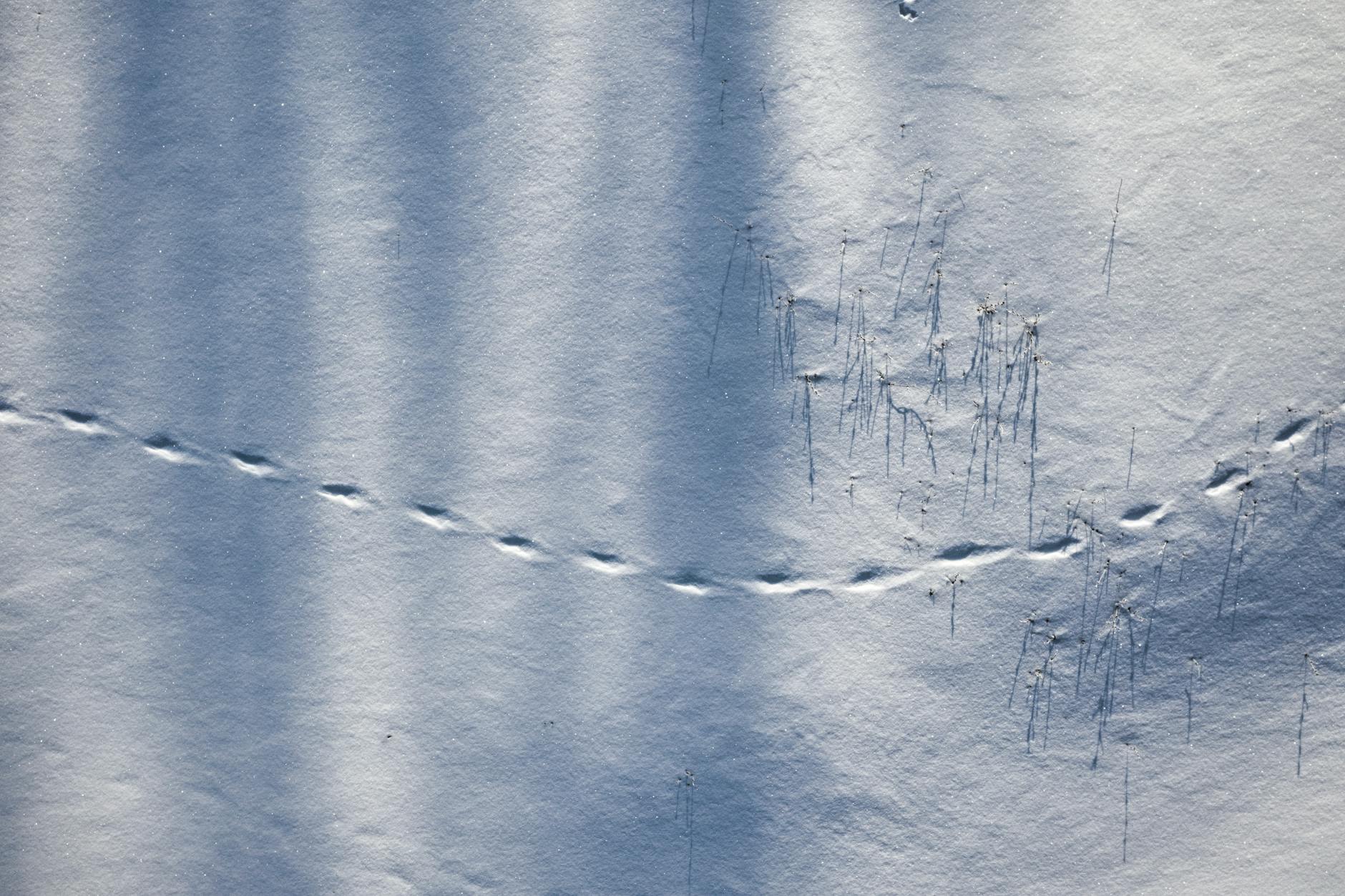 Tropy dzikich zwierząt na ośnieżonym polu z widoczną roślinnością